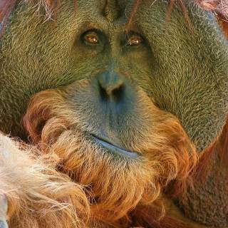 Orangutan iPhone wallpaper