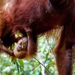 Orangutan iPhone wallpaper