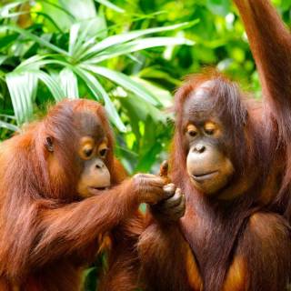 Orangutan iPhone wallpaper