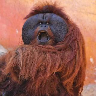 Orangutan iPhone wallpaper