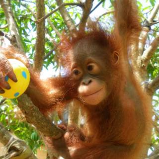 Orangutan iPhone wallpaper