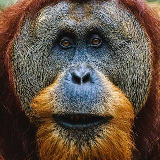 Orangutan iPhone wallpaper