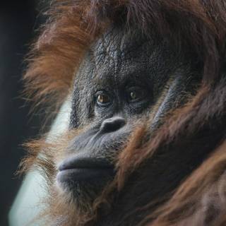 Orangutan iPhone wallpaper