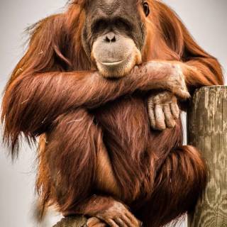 Orangutan iPhone wallpaper