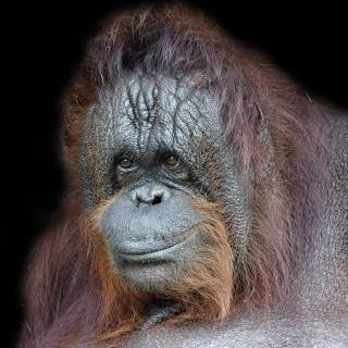 Orangutan iPhone wallpaper