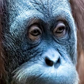 Orangutan iPhone wallpaper