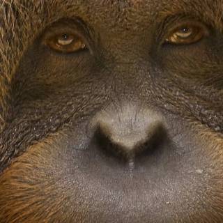 Orangutan iPhone wallpaper