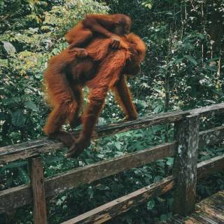 Orangutan iPhone wallpaper