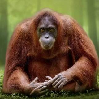 Orangutan iPhone wallpaper