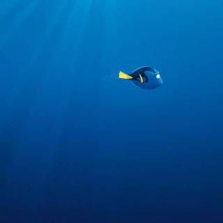 Finding Nemo iPhone wallpaper