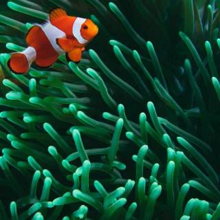 Finding Nemo iPhone wallpaper
