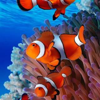 Finding Nemo iPhone wallpaper