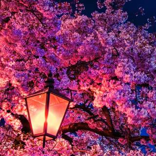 Cherry tree iPhone wallpaper