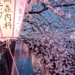 Cherry tree iPhone wallpaper
