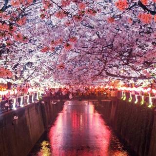 Cherry tree iPhone wallpaper