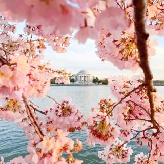 Cherry tree iPhone wallpaper