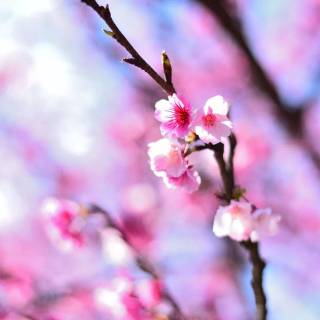 Cherry tree iPhone wallpaper