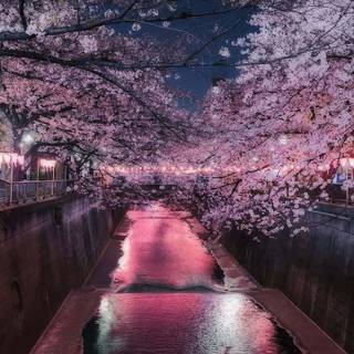 Cherry tree iPhone wallpaper