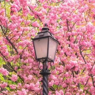 Cherry tree iPhone wallpaper