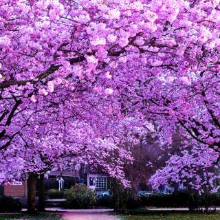 Cherry tree iPhone wallpaper