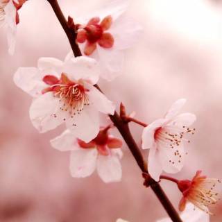 Cherry tree iPhone wallpaper