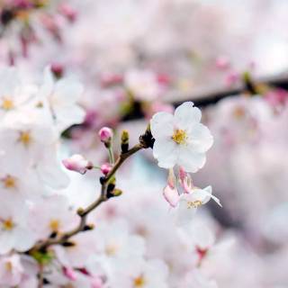 Cherry tree iPhone wallpaper