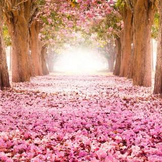 Cherry tree iPhone wallpaper