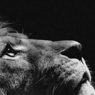 Apple iPhone black wallpaper