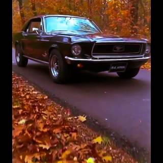 1969 Mustang phone wallpaper