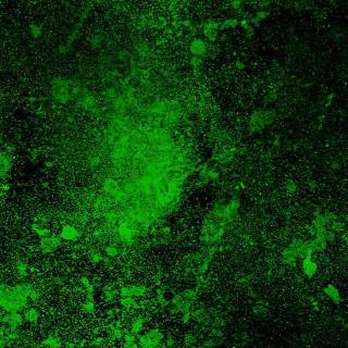 iPhone X green wallpaper