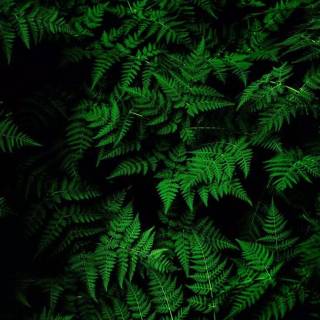 iPhone X green wallpaper