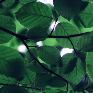 iPhone X green wallpaper