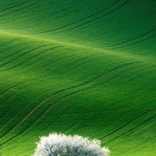 iPhone X green wallpaper