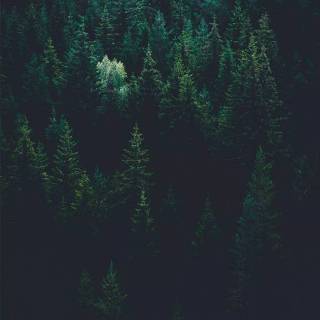 iPhone X green wallpaper
