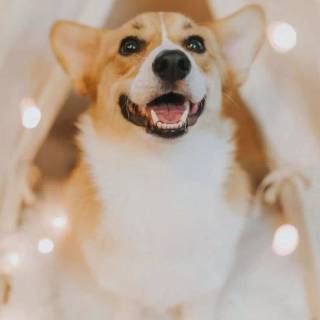 Cute Corgi phone wallpaper