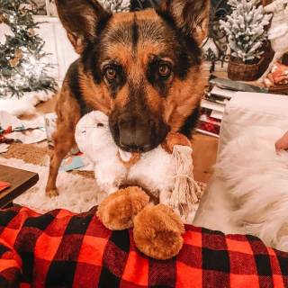 Christmas German Shepherds wallpaper