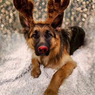 Christmas German Shepherds wallpaper