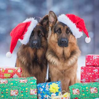 Christmas German Shepherds wallpaper