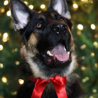 Christmas German Shepherds wallpaper