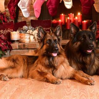 Christmas German Shepherds wallpaper