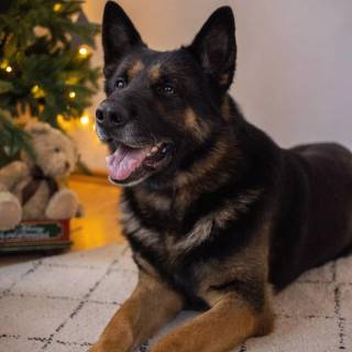 Christmas German Shepherds wallpaper