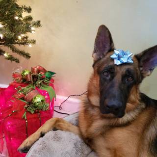 Christmas German Shepherds wallpaper