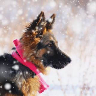 Christmas German Shepherds wallpaper