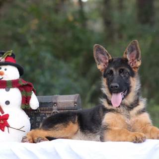 Christmas German Shepherds wallpaper