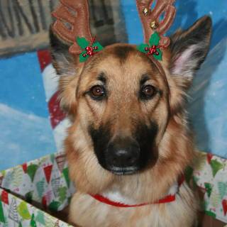 Christmas German Shepherds wallpaper