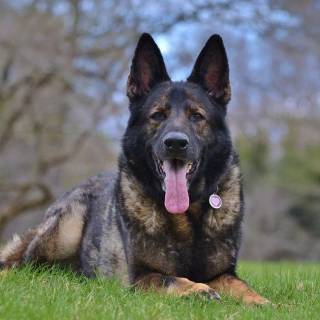 Christmas German Shepherds wallpaper