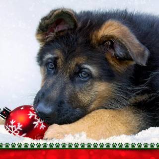 Christmas German Shepherds wallpaper