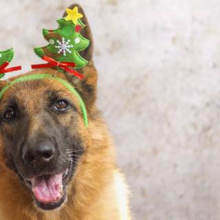 Christmas German Shepherds wallpaper