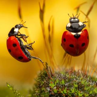 Cute bugs wallpaper