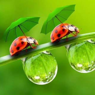 Cute bugs wallpaper